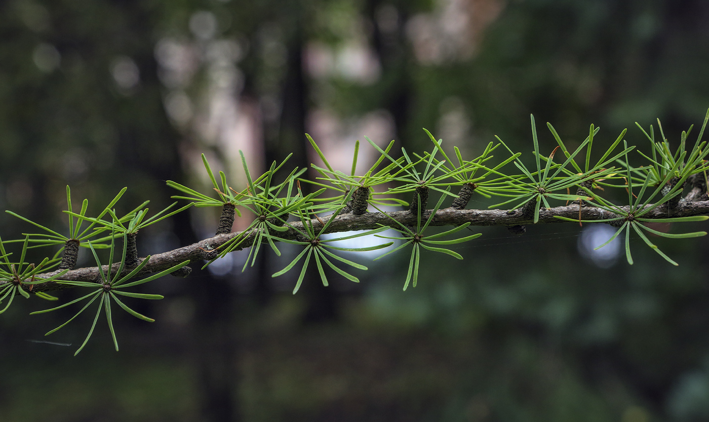 Image of genus Larix specimen.