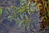 Potamogeton lucens