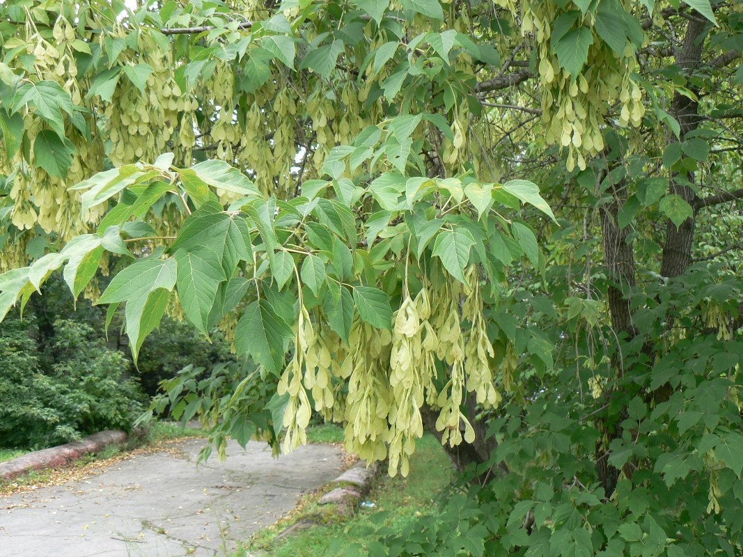 Image of Acer negundo specimen.