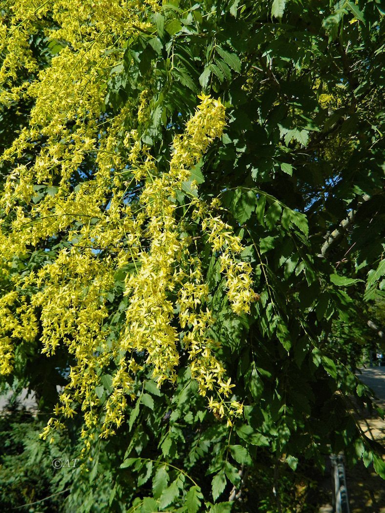 Image of Koelreuteria paniculata specimen.