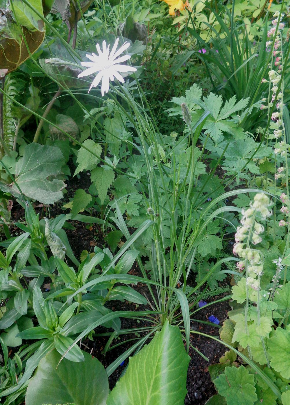 Изображение особи род Tragopogon.