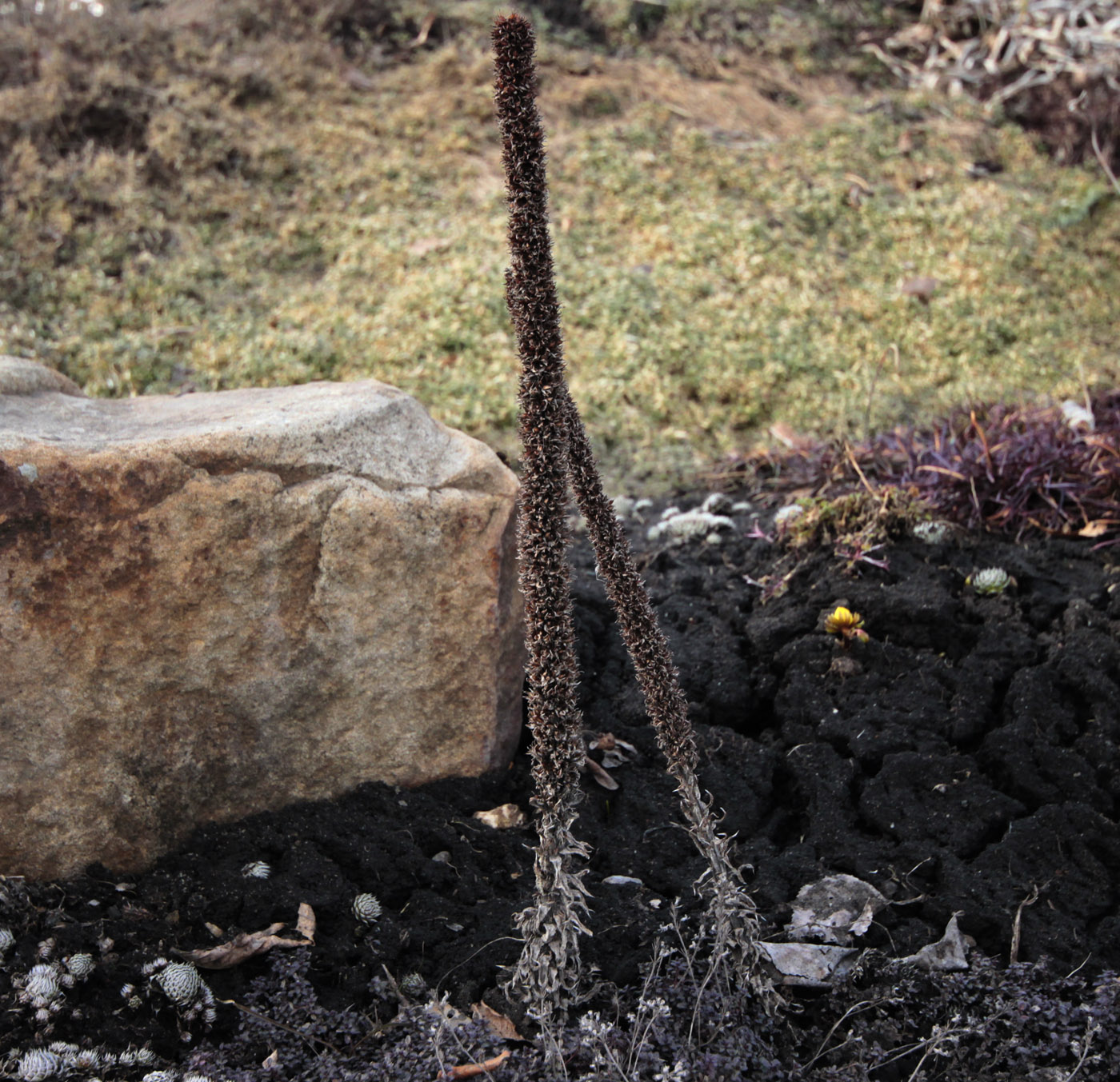 Изображение особи Orostachys spinosa.