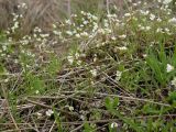 Erophila verna