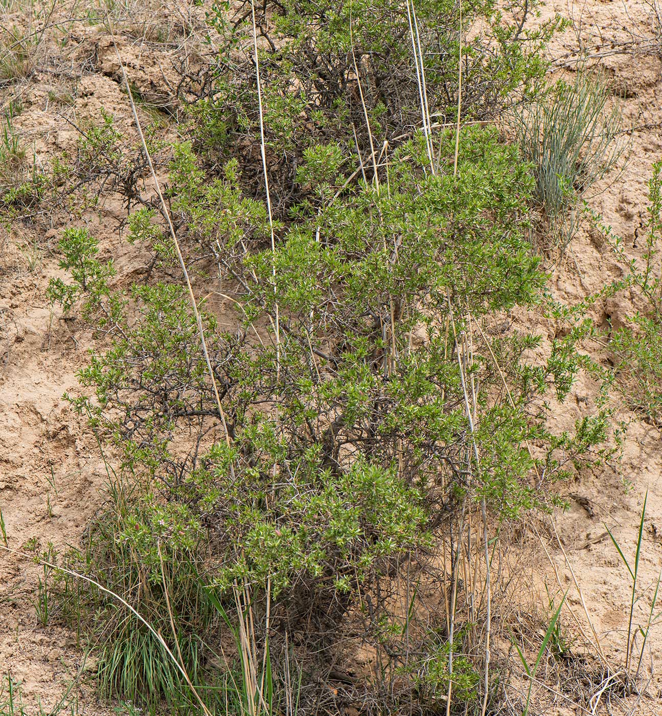 Image of Amygdalus spinosissima specimen.