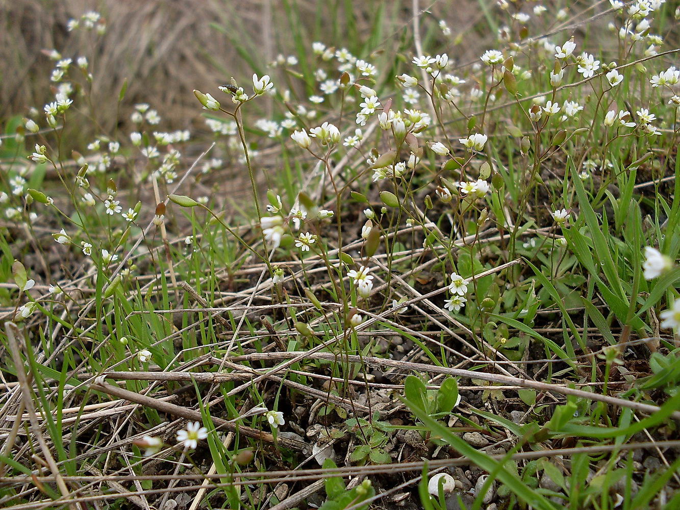 Image of Erophila verna specimen.