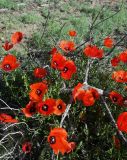 Papaver pavoninum