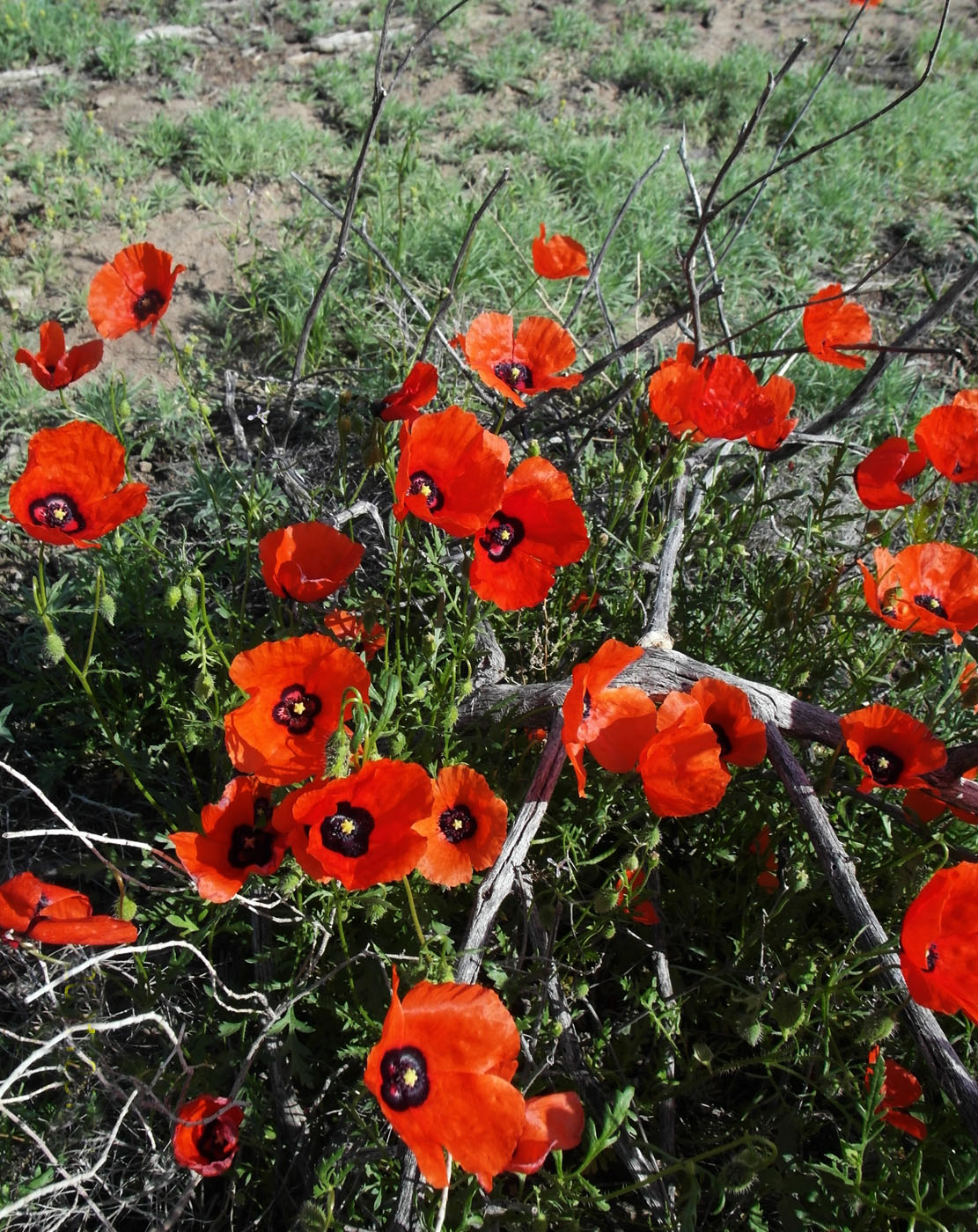 Изображение особи Papaver pavoninum.