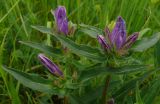 Campanula glomerata