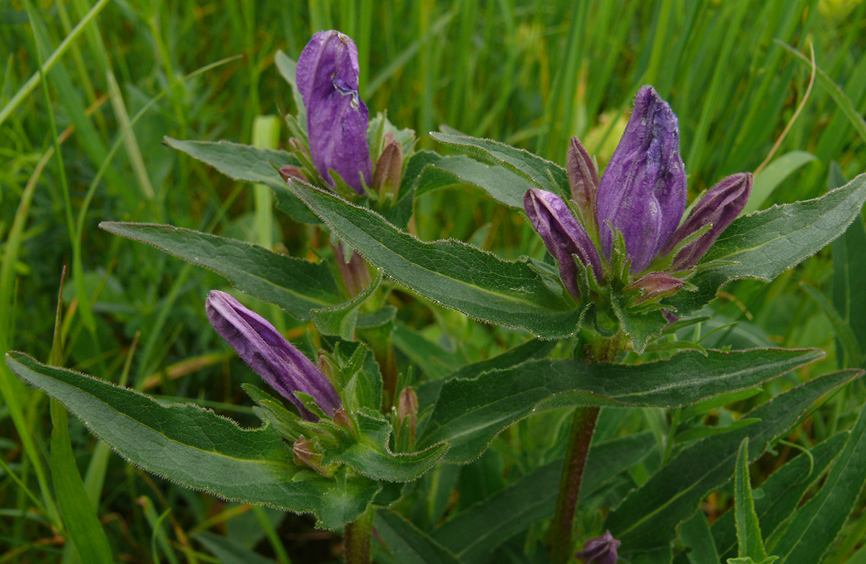 Изображение особи Campanula glomerata.