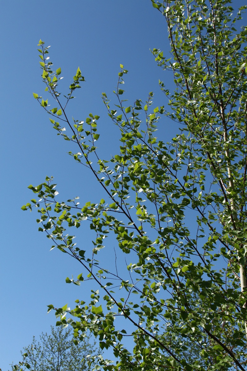 Image of Betula pendula specimen.