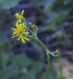 Crepis praemorsa