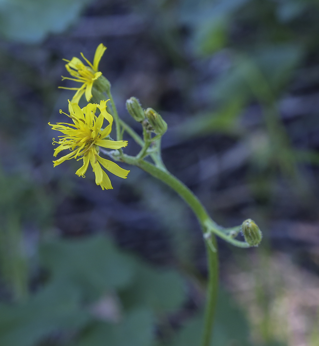 Изображение особи Crepis praemorsa.