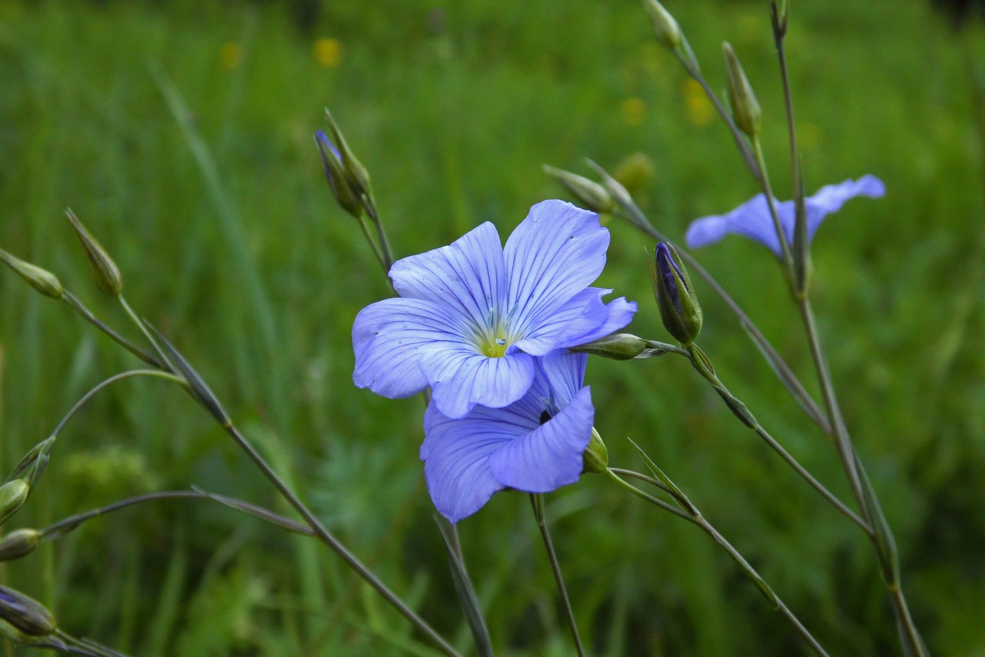 Image of Linum nervosum specimen.