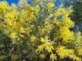 View full-size image Acacia podalyriifolia
