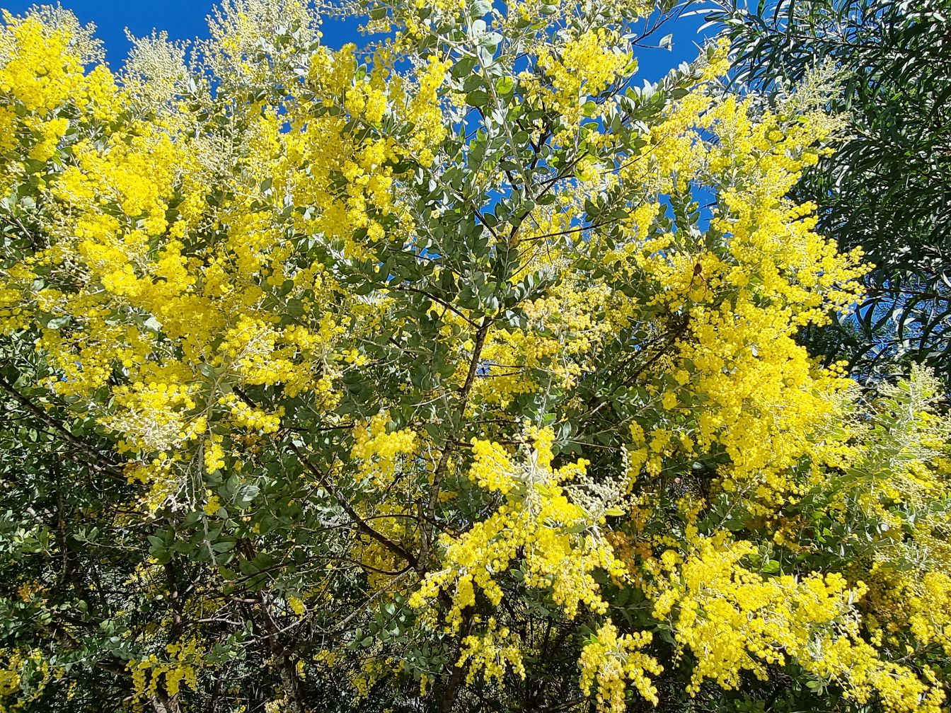 Image of Acacia podalyriifolia specimen.