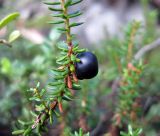 Empetrum nigrum. Побег с плодом-ягодой (вид сбоку). Украина, Ивано-Франковская обл., Надворнянский р-н, Природный заповедник \"Горганы\", Горганское отделение, высокогорье. 30 августа 2010 г.