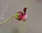 Scrophularia olympica