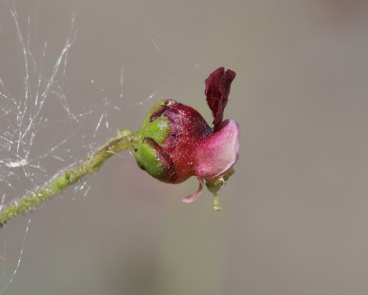 Image of Scrophularia olympica specimen.