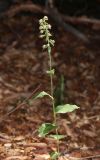 Epipactis helleborine