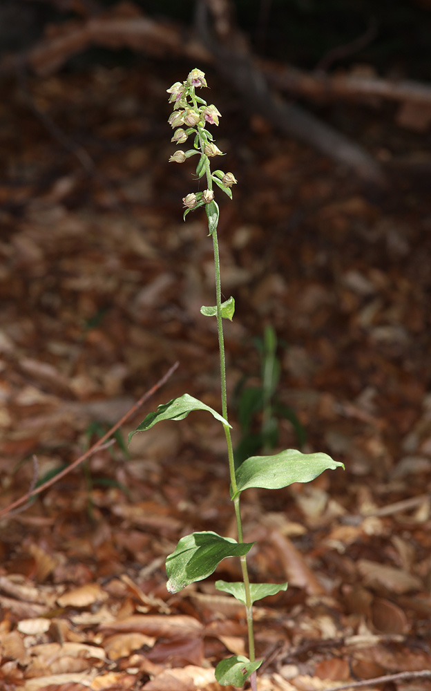 Изображение особи Epipactis helleborine.