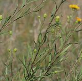 Hieracium filifolium