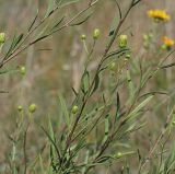 Hieracium filifolium