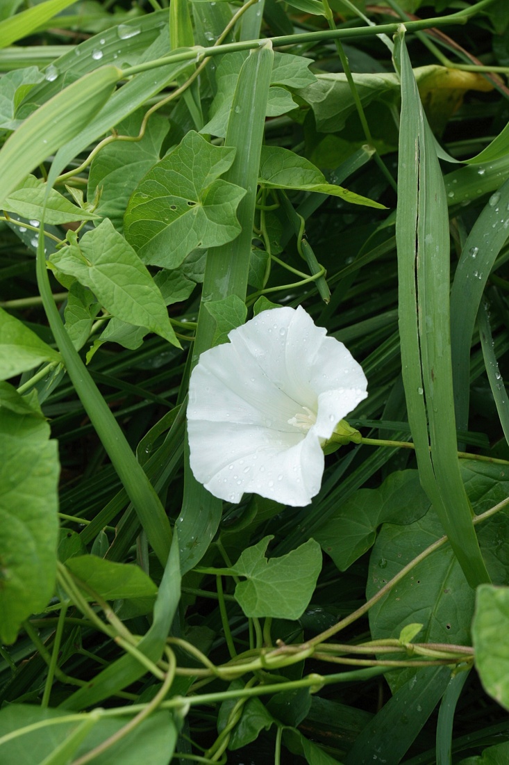 Изображение особи Calystegia sepium.