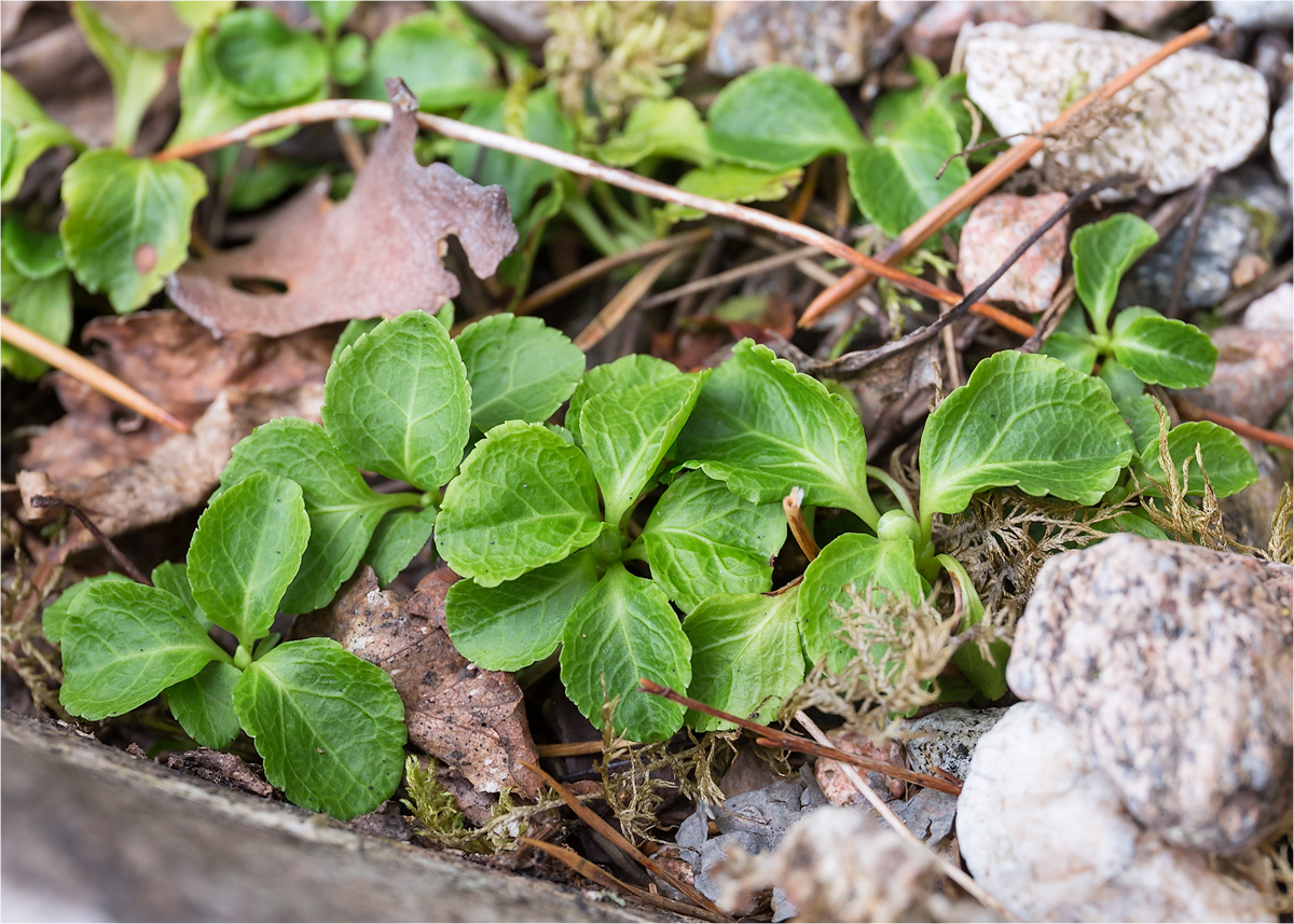 Image of Moneses uniflora specimen.