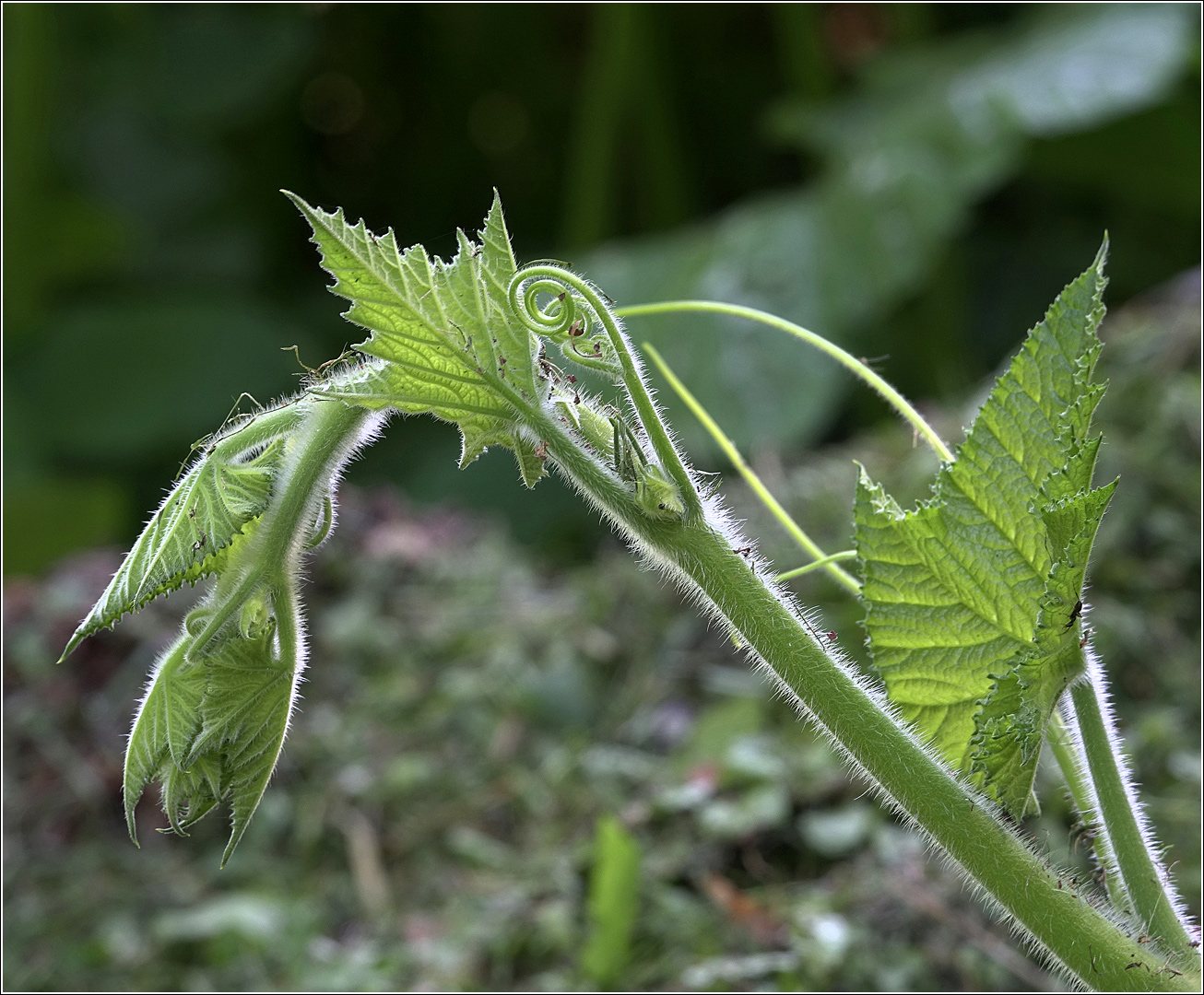 Image of Cucurbita maxima specimen.