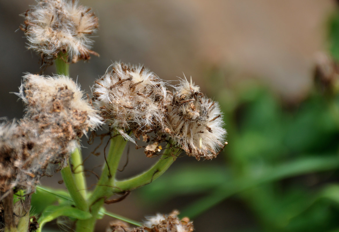 Image of Senecio pseudoarnica specimen.