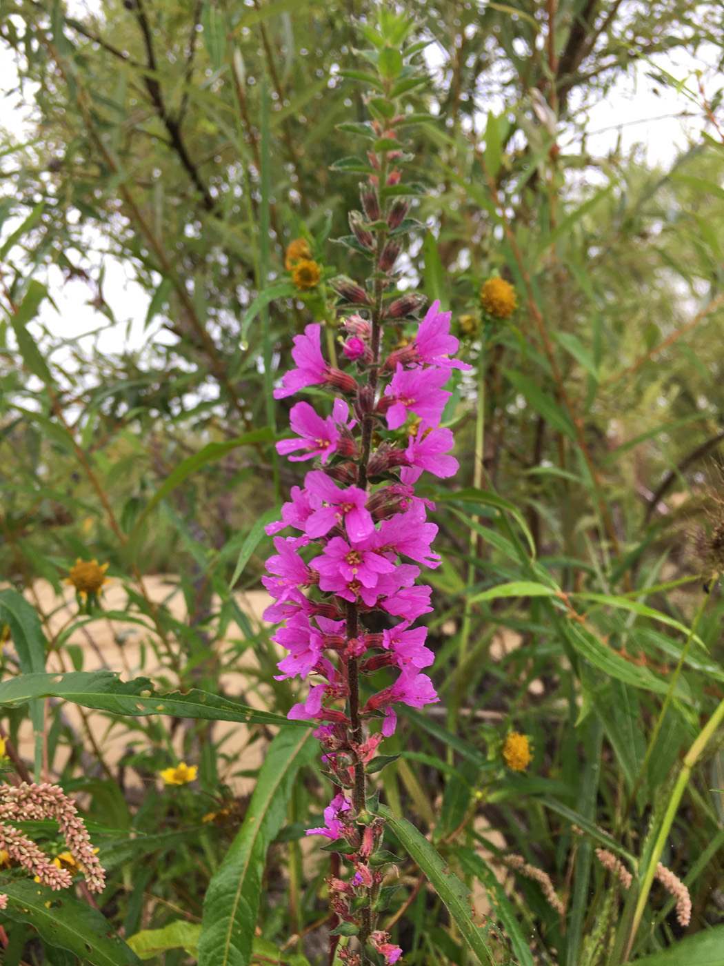 Image of Lythrum salicaria specimen.