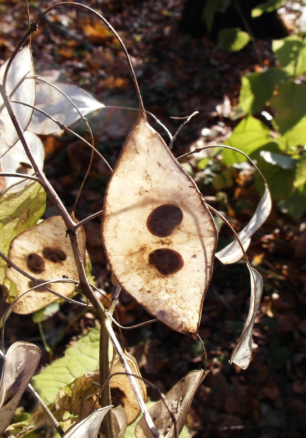 Image of Lunaria rediviva specimen.