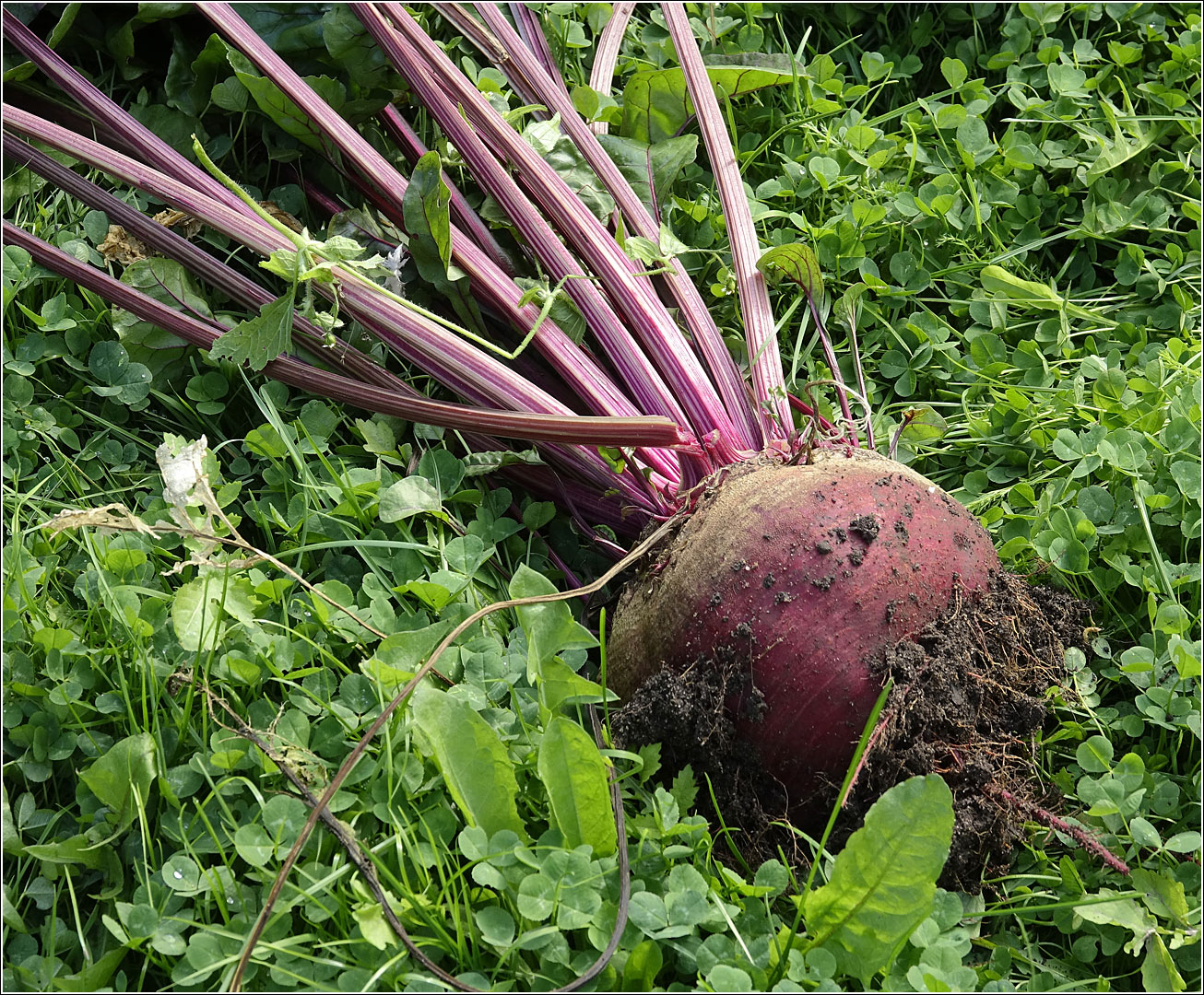 Image of Beta vulgaris specimen.