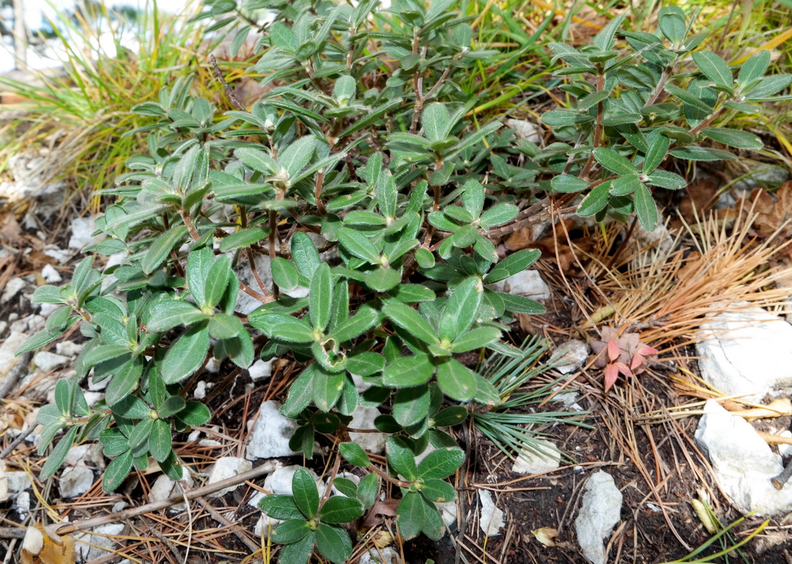 Изображение особи Daphne pseudosericea.