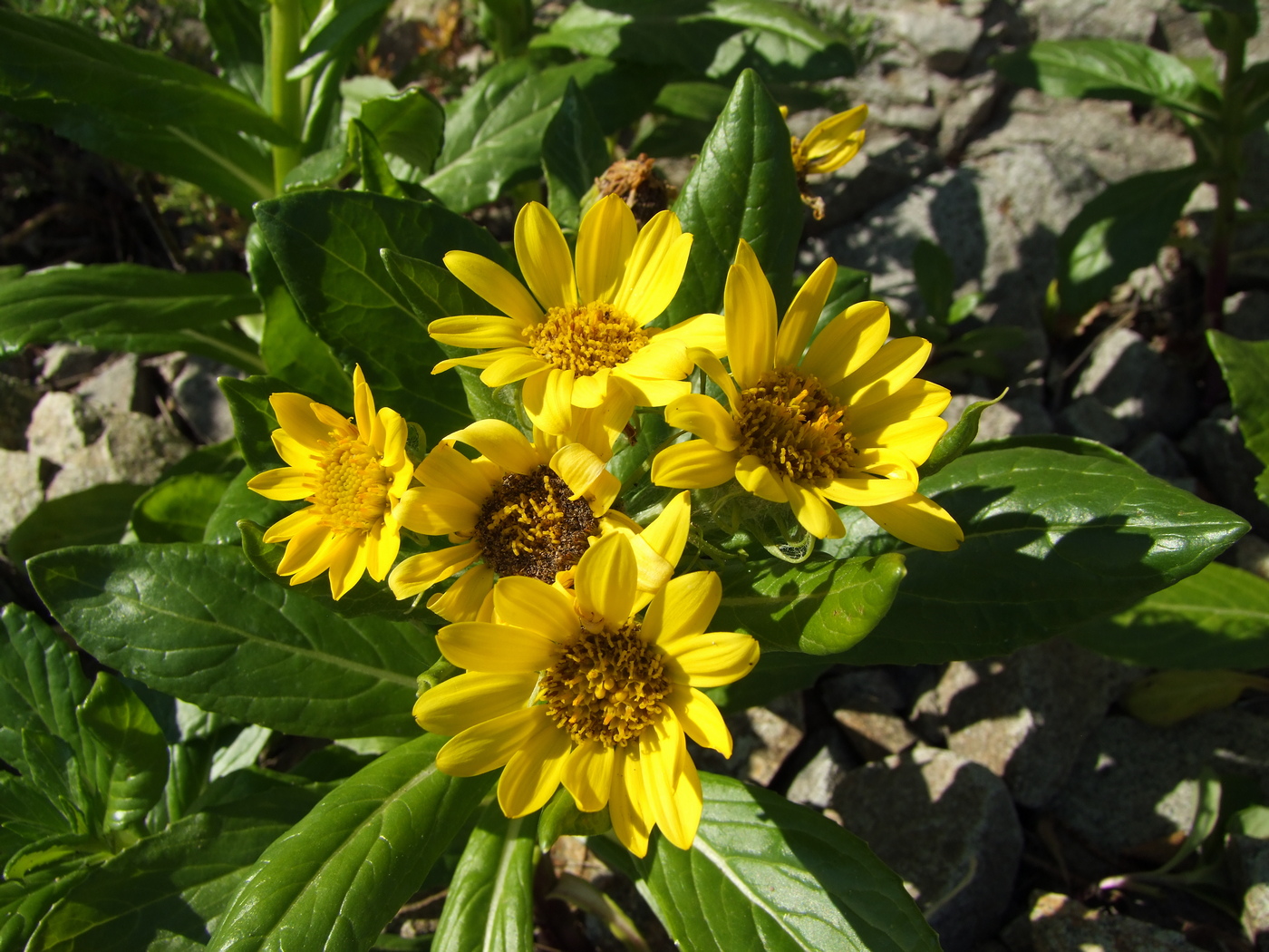 Изображение особи Senecio pseudoarnica.