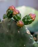 Opuntia ficus-indica. Бутоны. Израиль, г. Бат-Ям, в культуре. 06.01.2022.
