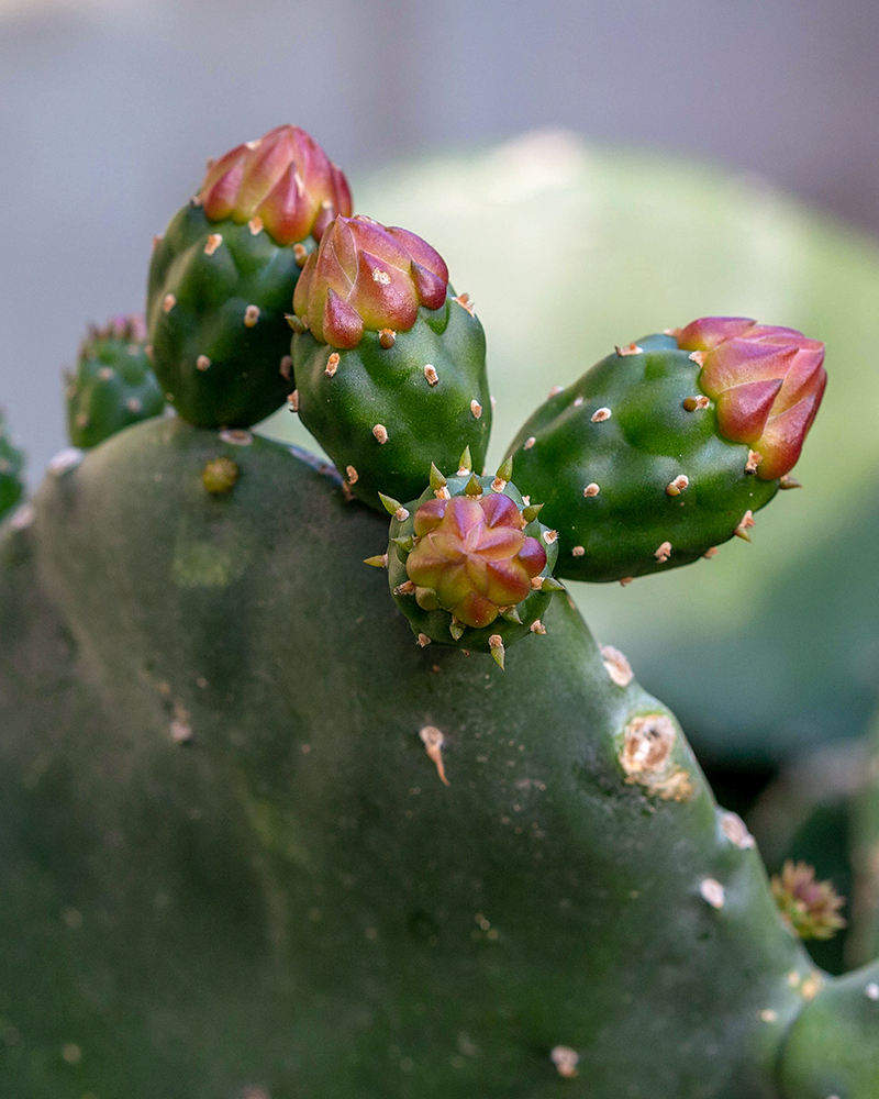 Image of Opuntia ficus-indica specimen.