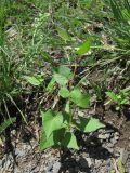 Fallopia convolvulus