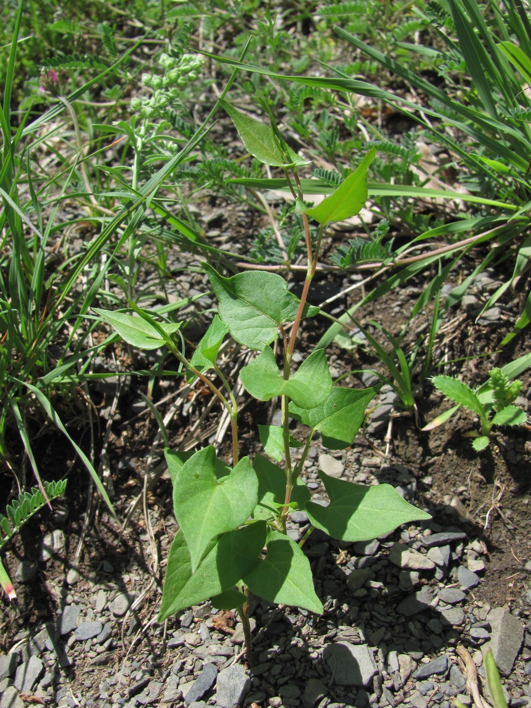 Изображение особи Fallopia convolvulus.