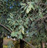 Gymnosporia senegalensis