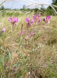 Astragalus varius