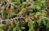 Juniperus sibirica. Ветвь с незрелыми шишкоягодами. Кольский п-ов, Восточный Мурман, окр. пос. Дальние Зеленцы. 04.08.2010.