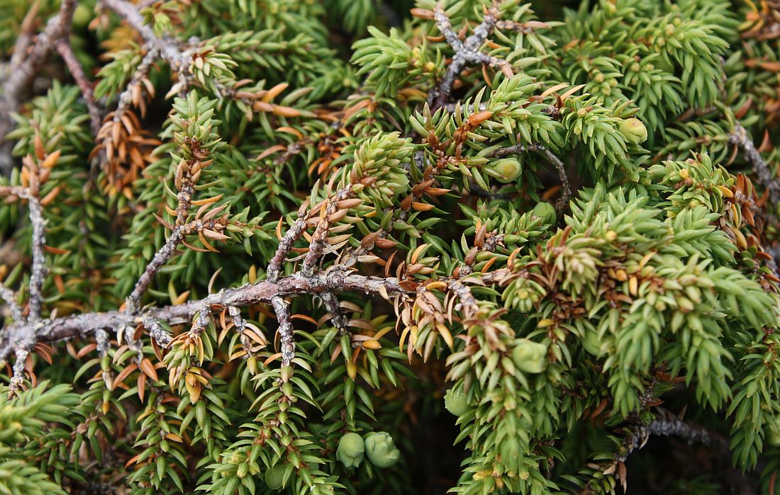 Изображение особи Juniperus sibirica.