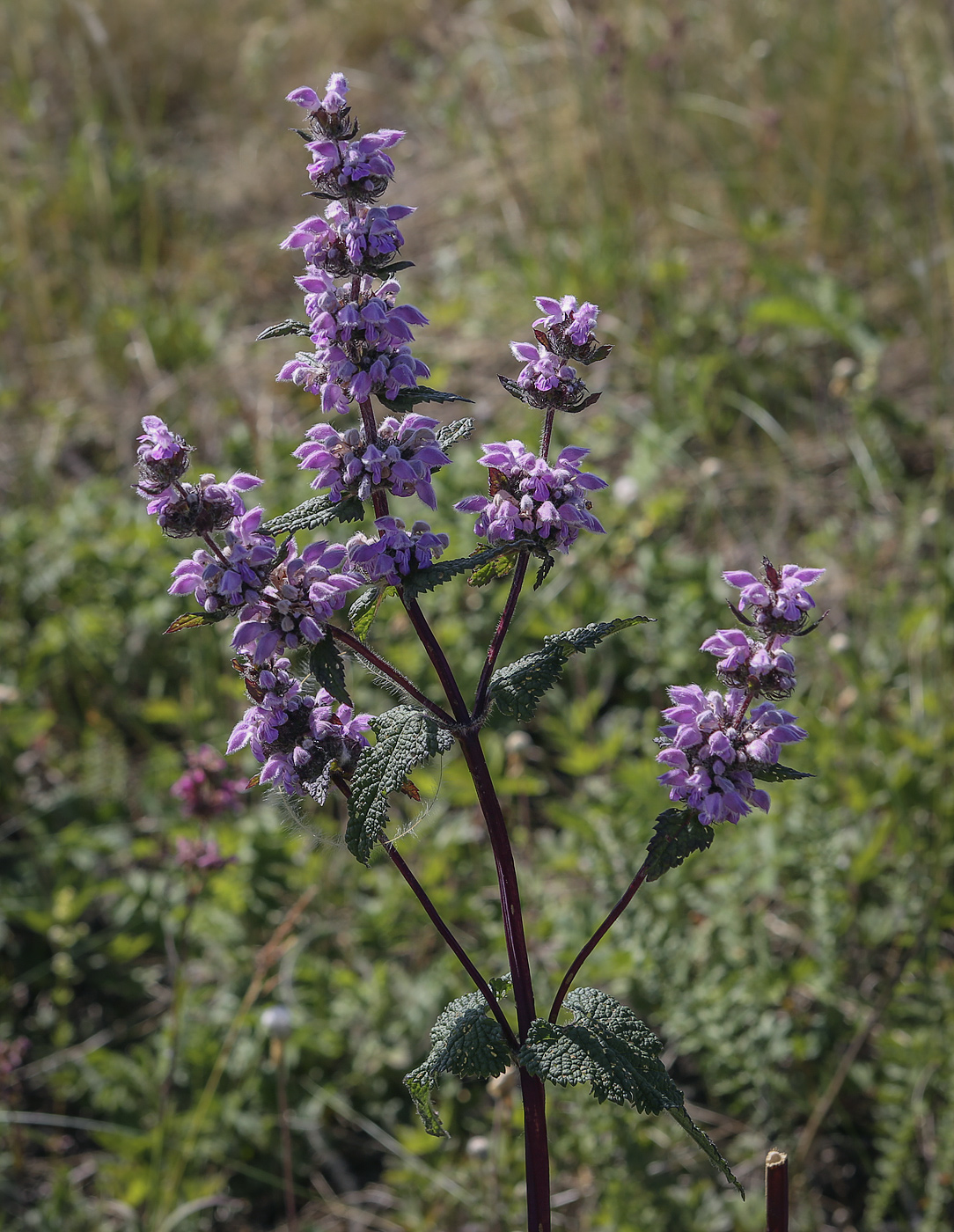 Image of Phlomoides tuberosa specimen.