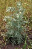 Artemisia ferganensis