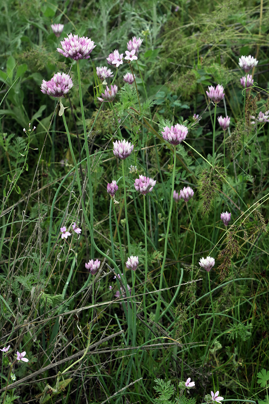 Image of Allium griffithianum specimen.