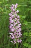 Orchis simia. Соцветие. Дагестан, Дербентский р-н, 3 км ЮЗ с. Геджух, луговая степь, среди кустарников. 6 мая 2022 г.