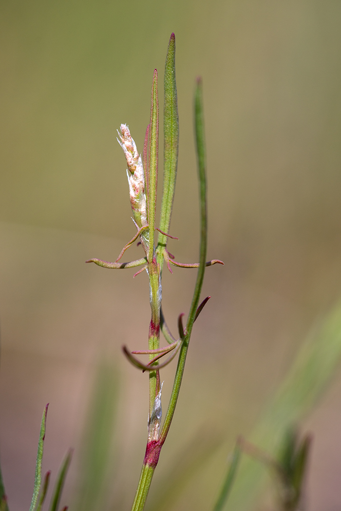 Изображение особи Rumex acetosella.