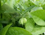 Helleborus purpurascens. Плод-листовка. Москва, филиал Ботсада МГУ \"Аптекарский огород\", теневой сад, в культуре. 22.05.2022.