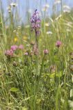 Anacamptis laxiflora ssp. elegans